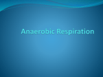 Anaerobic Respiration