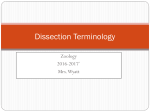 Dissection Terminology