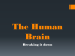 The Human Brain