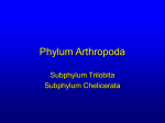 Phylum Arthropoda