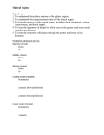 Gluteal and Posterior Thigh regions