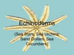 Echinoderms