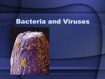 Bacteria and Viruses