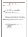 Mandibular Nerve