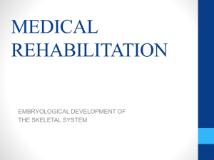 PPT 1 MB embryology skeletal system