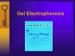 Gel Electrophoresis