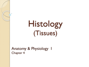 Tissues - Dr. Wilson`s Site