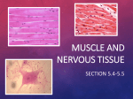 Muscle and Nervous tissue