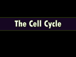 The Cell Cycle