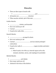 Muscles notes