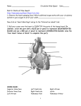 Name Circulation Web Quest Date______ Part I: Parts of the Heart