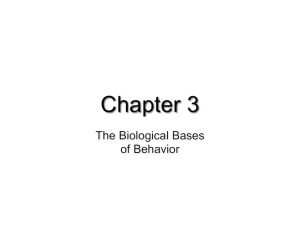 Ch 3 Biological Bases of Behavior