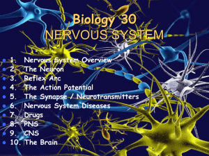 Biology 30 NERVOUS SYSTEM