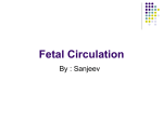 Fetal Circulation