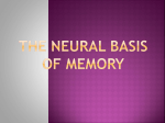 The Neural Basis Of Memory