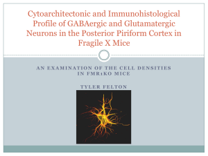 An Examination of the cell densities in Fmr1Ko mice