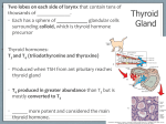 Thyroid Gland