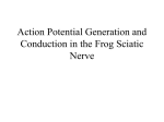 What is the cause of the changes in membrane potential during an