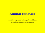 Animal Behavior