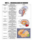 unit 3 — biological bases of behavior