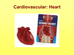 Cardiac Conduction System