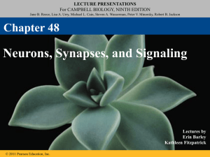 AP Biology Chapter 48 Neurons Guided Notes