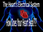 The Electrical Impulses of the Heart*