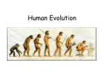 Human Evolution - Valhalla High School