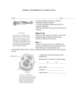 energy conversions in a muscle cell