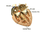 Circulatory system function