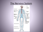 The Nervous System