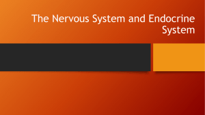 The Nervous System and Senses