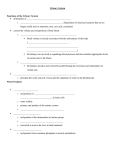 Urinary System