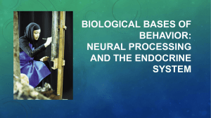 Biological Bases of Behavior: Neural Processing and the Endocrine