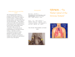 Relationship of Thymus and Other Glands