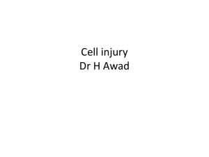 cell ijjury yemen 2