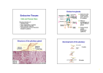 Endocrine Tissues