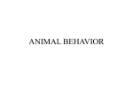 ANIMAL BEHAVIOR