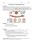 are all made up of specialized nerve cells called neurons. Neurons