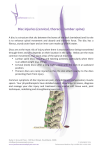 Disc injuries (cervical, thoracic, lumbar spine)