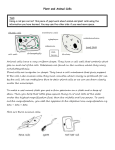 Plant and Animal Cells