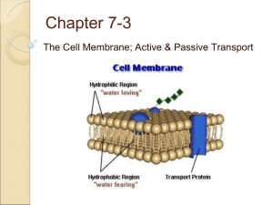 07.3 Diffusion and Osmosis