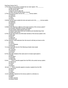 Final Exam Review Part II 1) The entire nervous system is divided