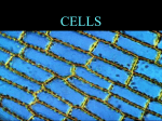 cells