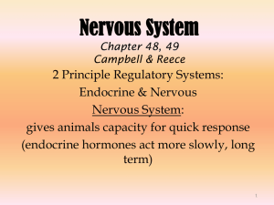 Nervous System