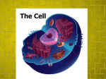 Cell Membrane