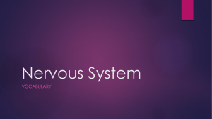 Nervous System