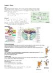 1 Anatomy – Thorax