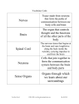 Nerves Brain Spinal Cord Neurons Sense Organs Organs through