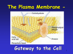 2. Cell Transport Mechanisms